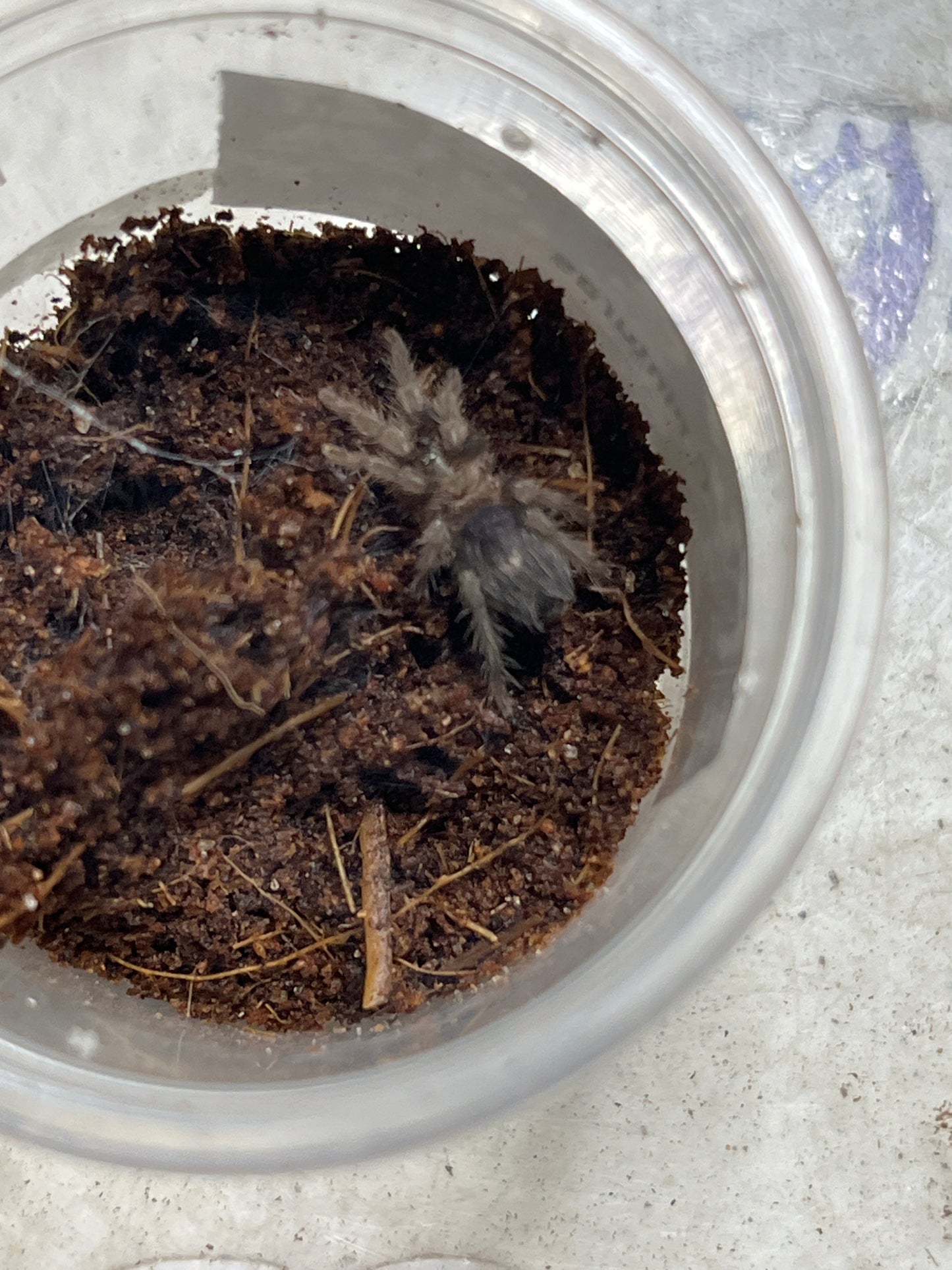 Cyriocosmus sp pinturas .75 in