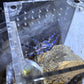 Poecilotheria Metallica (Gooty Sapphire Ornamental) 3 in