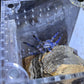 Poecilotheria Metallica (Gooty Sapphire Ornamental) 3 in