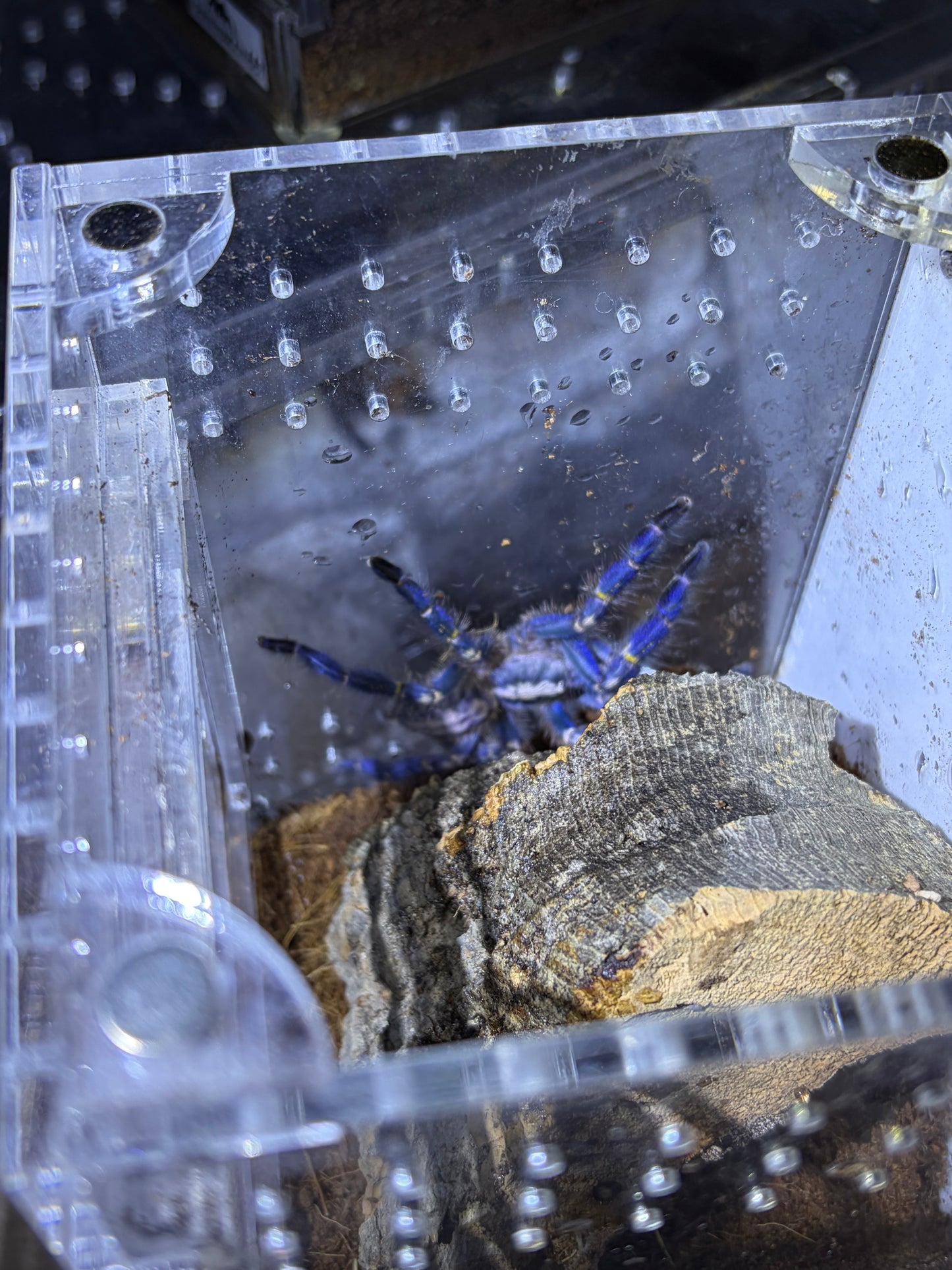Poecilotheria Metallica (Gooty Sapphire Ornamental) 3 in