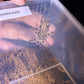 Poecilotheria tigrinawesseli 3 in