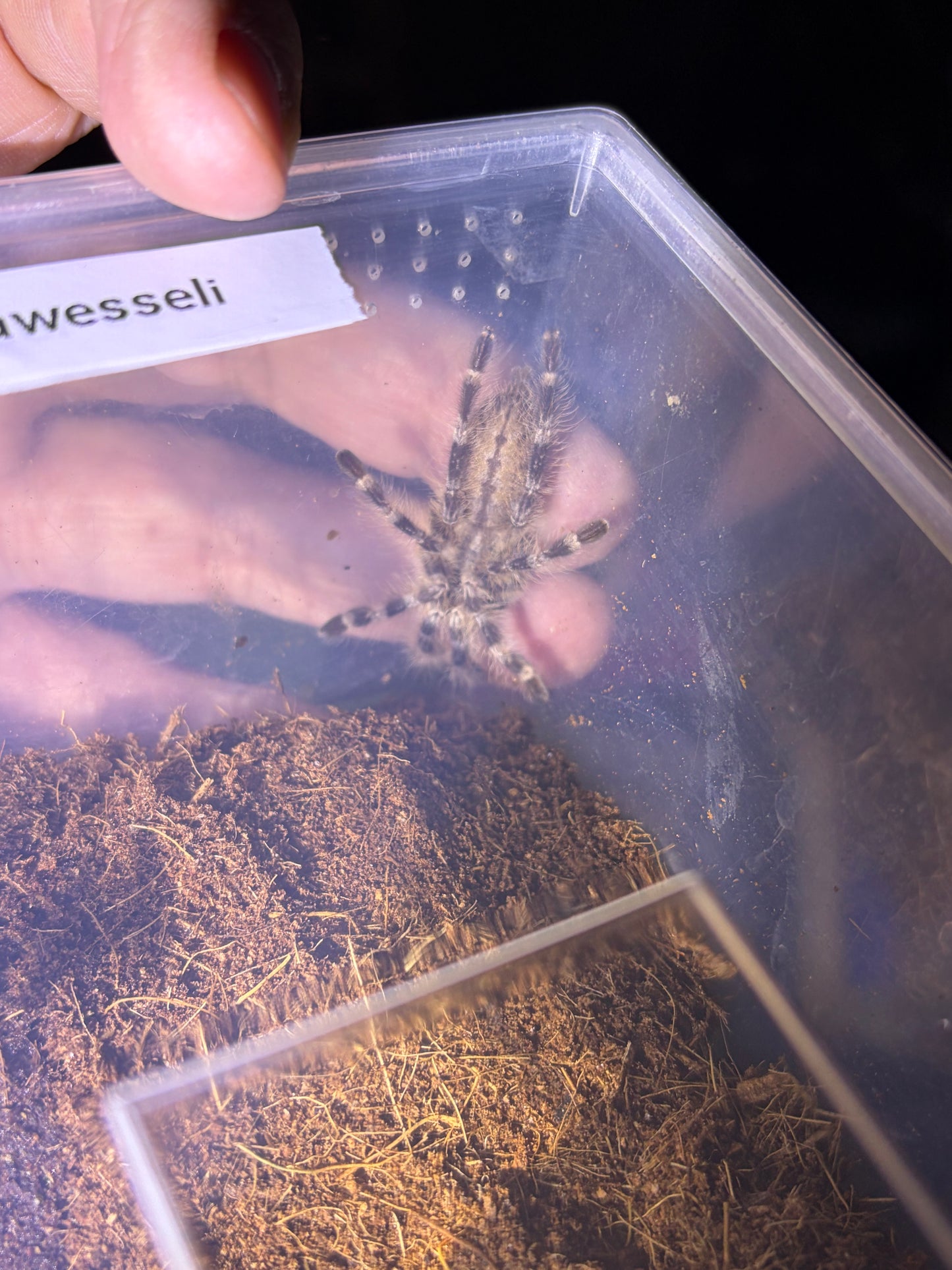 Poecilotheria tigrinawesseli 3 in