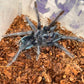 Phormictopus sp green 1.25 in