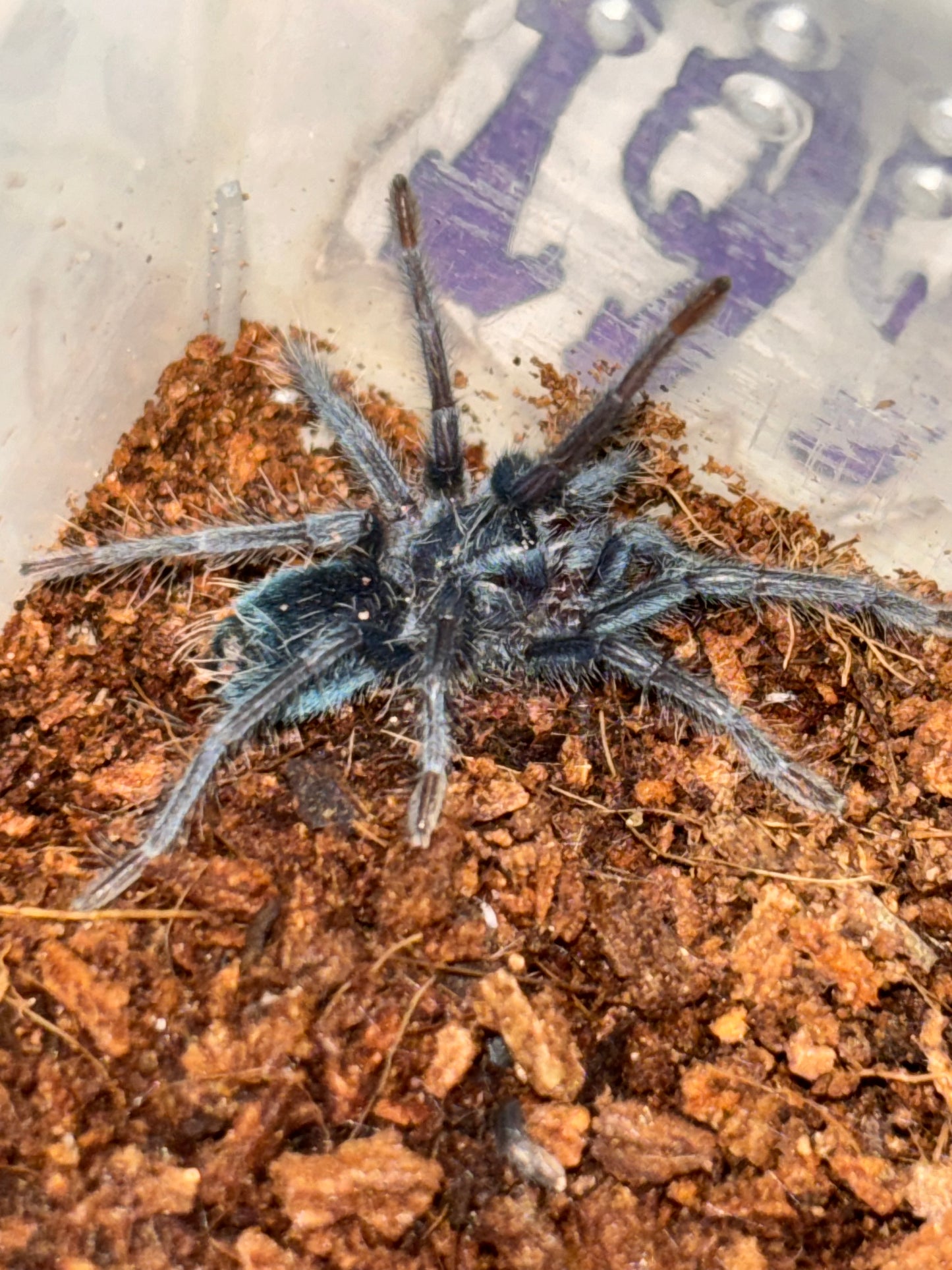 Phormictopus sp green 1.25 in