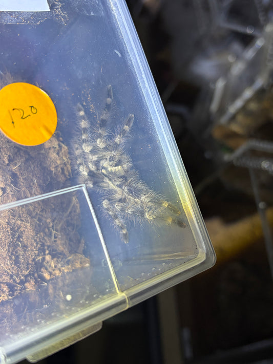Poecilotheria tigrinawesseli 3 in