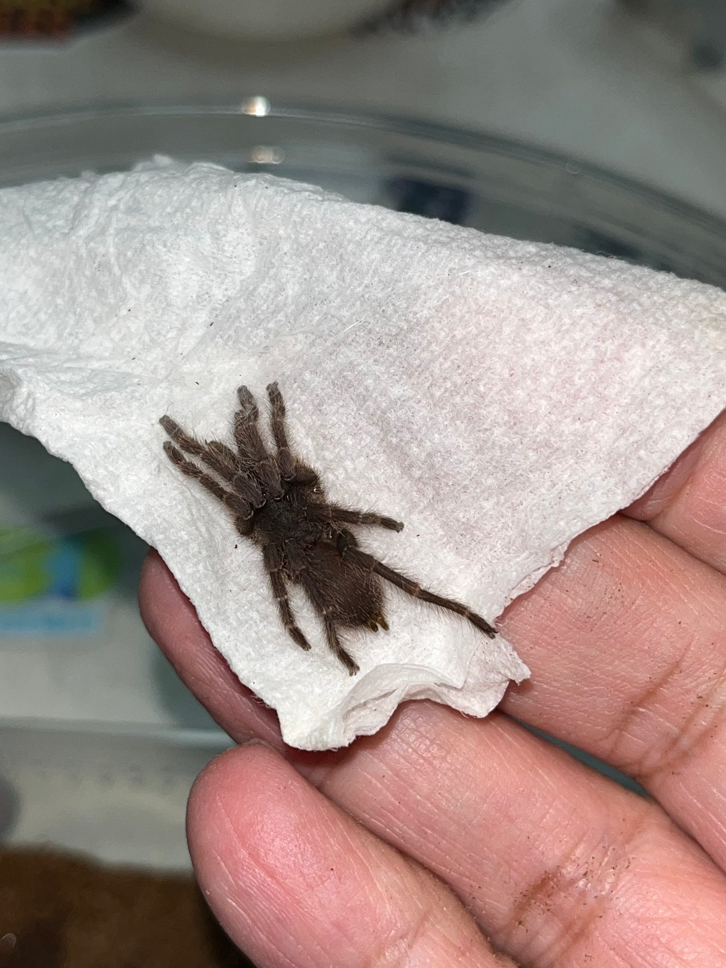 Psednocnemis Brachyramosa (Malaysian Blue Femur) 1.5 in