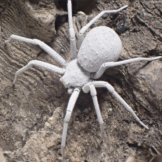 Sicarius thomisoudes