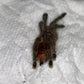 Avicularia Juruensis M2 (Peruvian Purple Pinktoe) 1.5 in