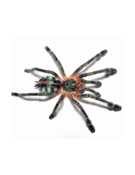 Ybyrapora Diversipes (Amazon Sapphire)