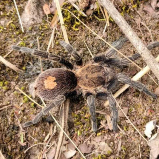 Cyriocosmus sp pinturas