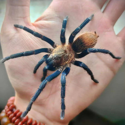 Theraphosinae sp. highland blue