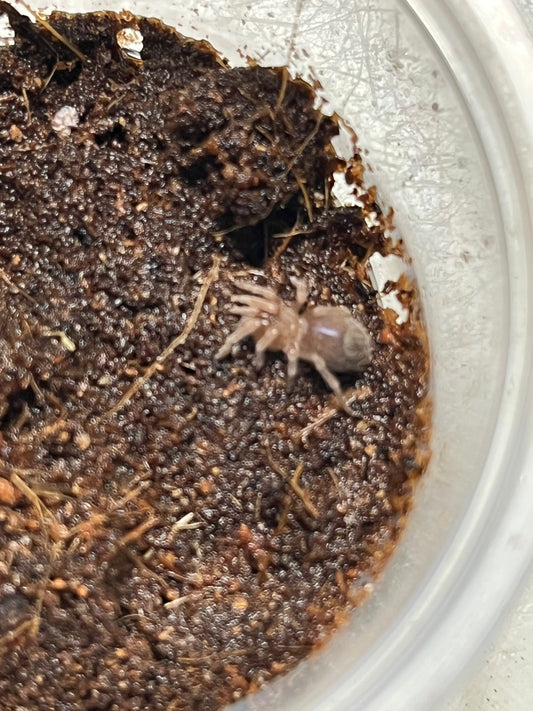 Eupalaestrus campestratus