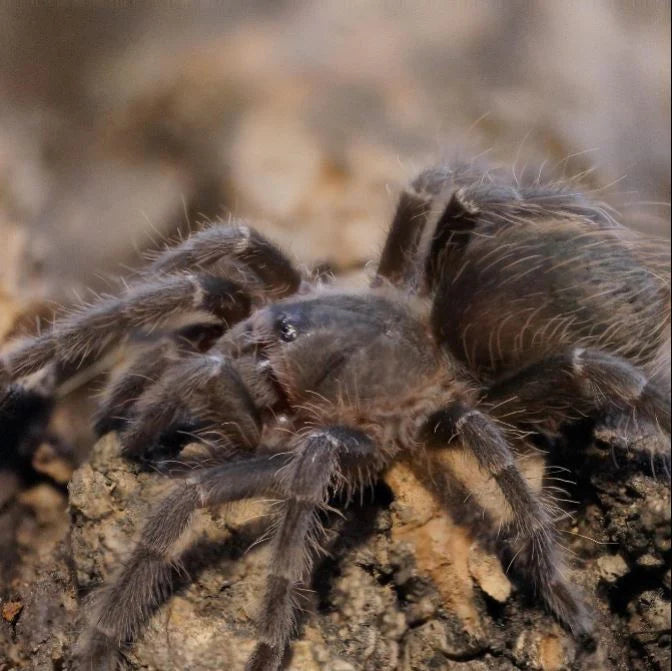 Eupalaestrus campestratus