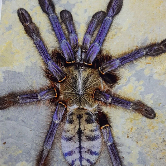 Phormingochilus sp. Sabah Blue 1 inch