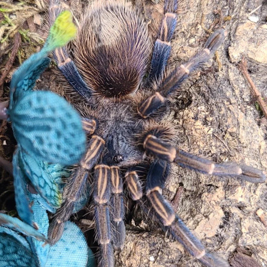 Thrixopelma longicolli