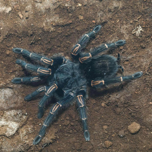 Thrixopelma lagunas