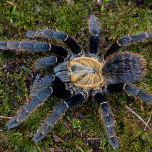 Ornithoctoninae sp (Ho chi minh DCF 1.5 inch