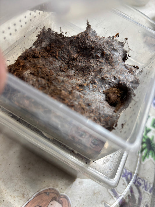 Omothymus schioedtei (Malaysian Earth Tiger) 1.5 inch