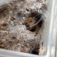 Omothymus schioedtei (Malaysian Earth Tiger) 1.5 inch