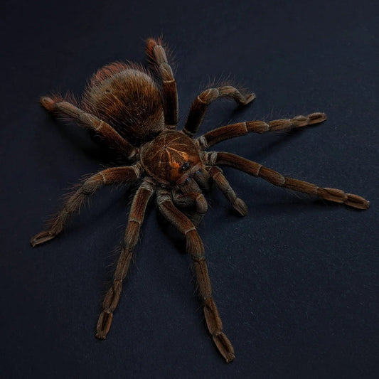 Pamphobeteus cf nigricolor