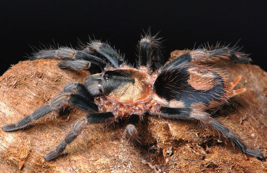 Cardiopelma mascatum