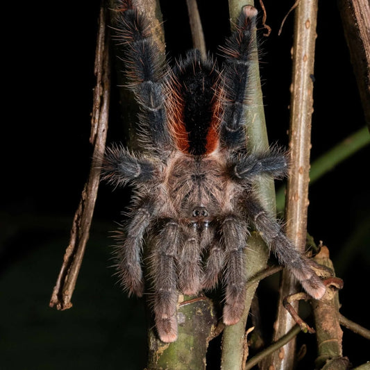 Avicularia lynnae