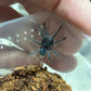Phormictopus sp Sabana .5 inch