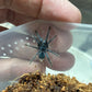 Phormictopus sp Sabana .5 inch