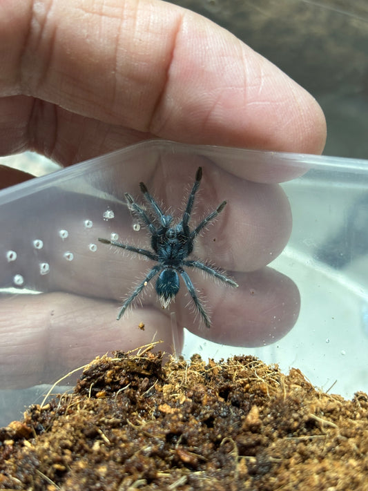 Phormictopus sp Sabana .5 inch