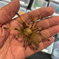 Aphonopelma moderatum 2 in