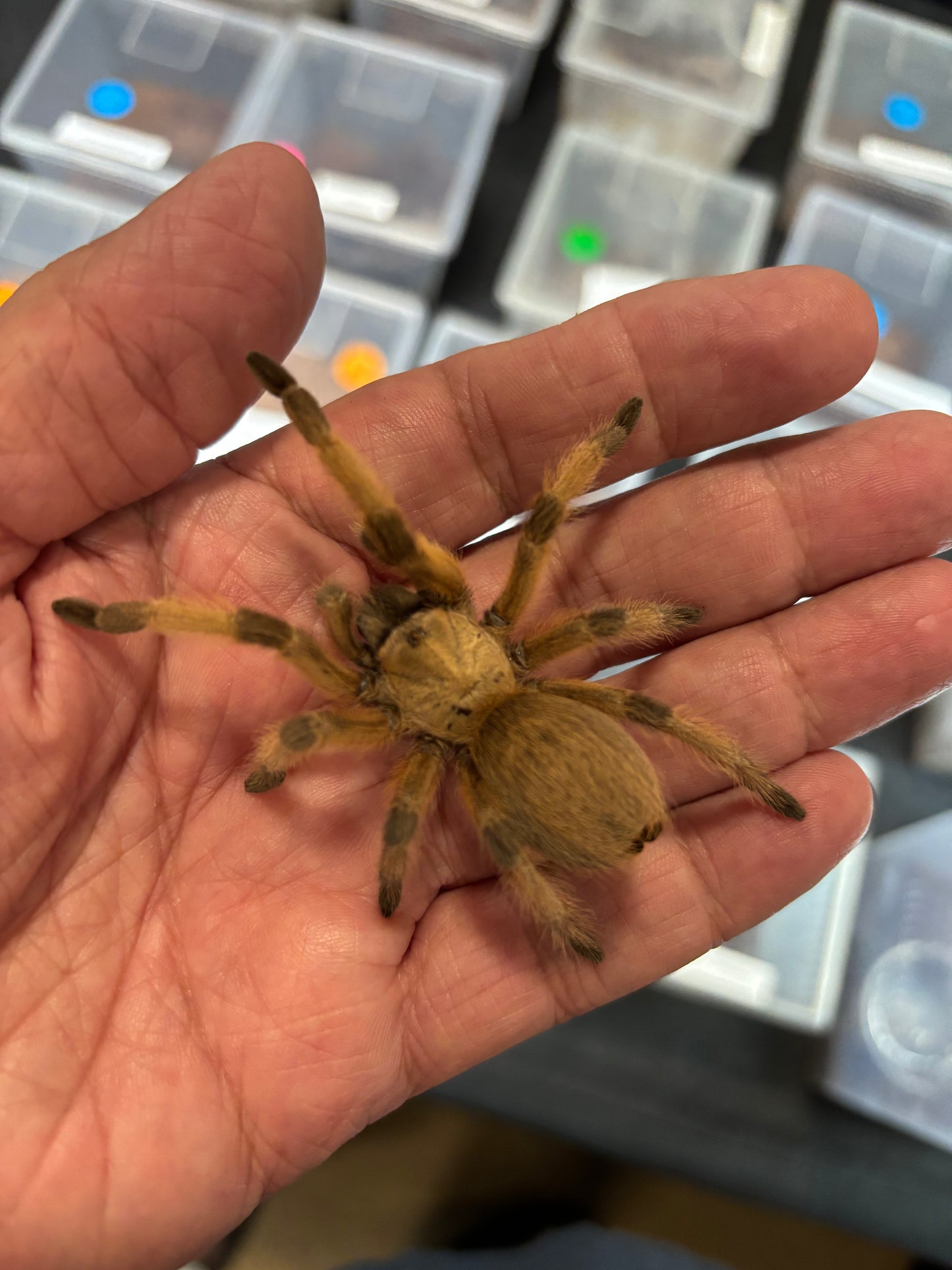 Aphonopelma moderatum 2 in