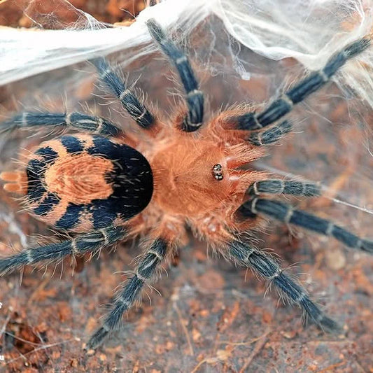 Cyriocosmus perezmilesi