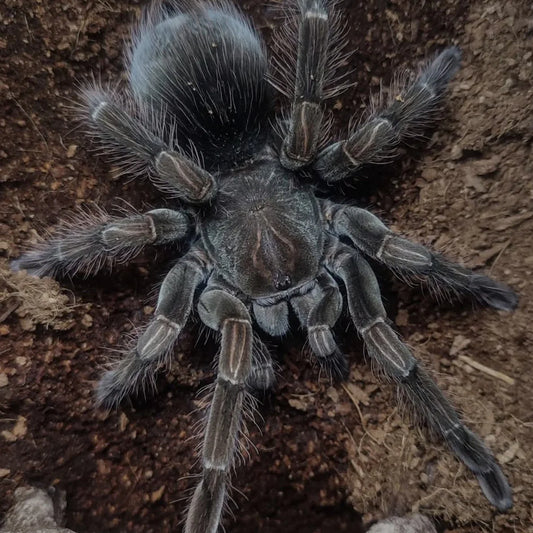 Pamphobeteus sp. flammifera 1 in