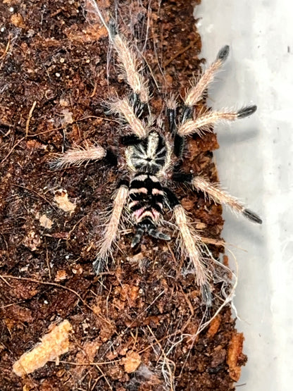 Hapalopus sp Guerilla (Speckle Patch)