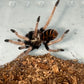 Chromatopelma Cyaneopubescens (Green Bottle Blue)