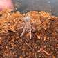 Aphonopelma sp Jalisco (Jalisco Gold Top) .75 in
