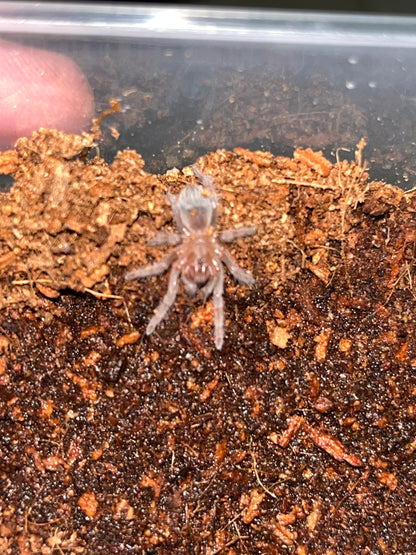 Aphonopelma sp Jalisco (Jalisco Gold Top) .75 in