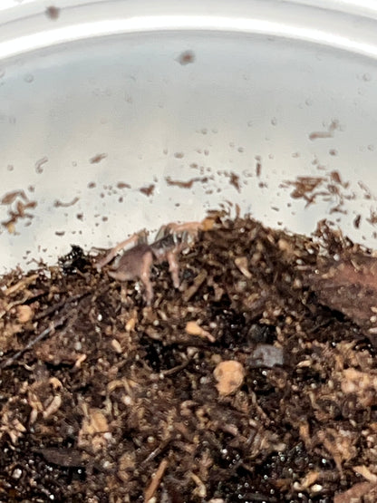 Bonnetina Minax (Mexican Copperhead)
