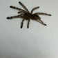 Poecilotheria Subfusca Highland (Ivory Ornamental Highland) *California Sales Only