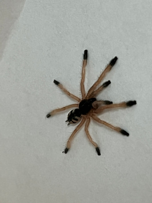 Amazonius Germani (Orange Tree Spider)
