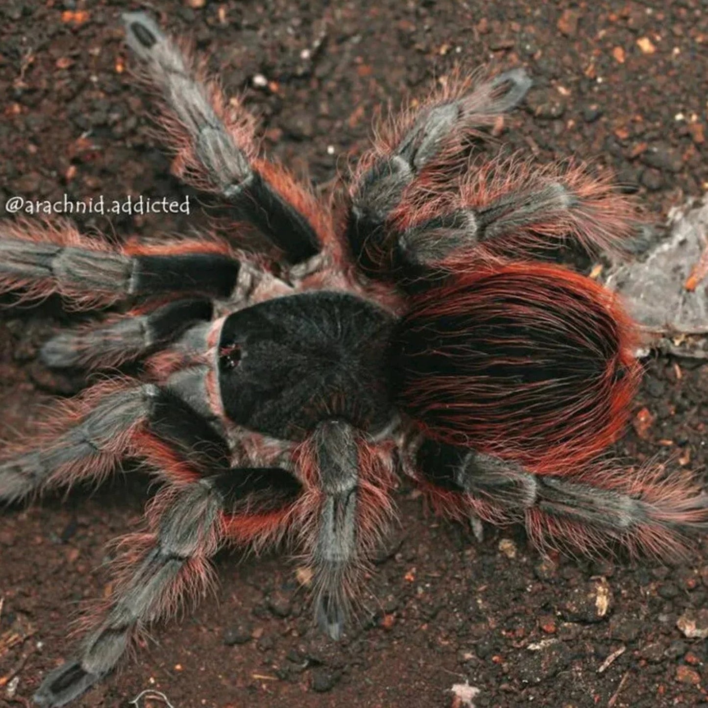 Acanthoscurria choacana (Bolivian Red Rump)