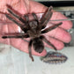 Aphonopelma steindachneri (Steindachner’s Ebony)