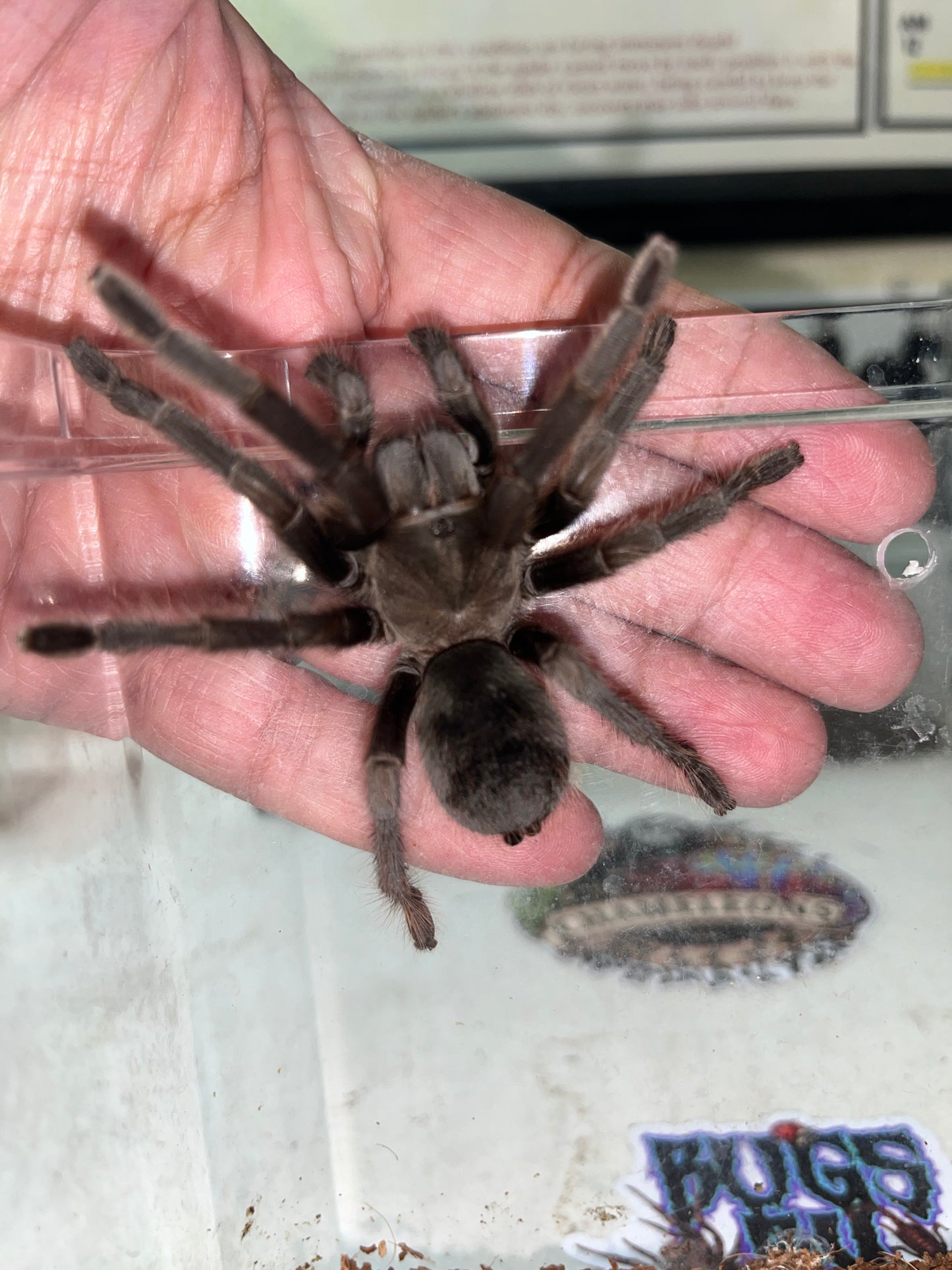 Aphonopelma steindachneri (Steindachner’s Ebony)