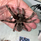 Aphonopelma steindachneri (Steindachner’s Ebony)