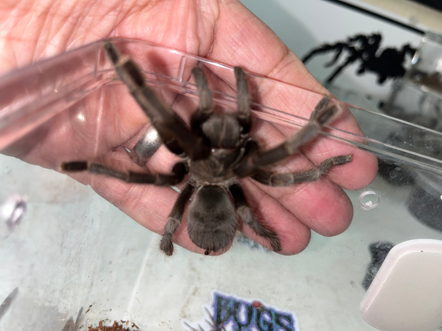 Aphonopelma steindachneri (Steindachner’s Ebony)