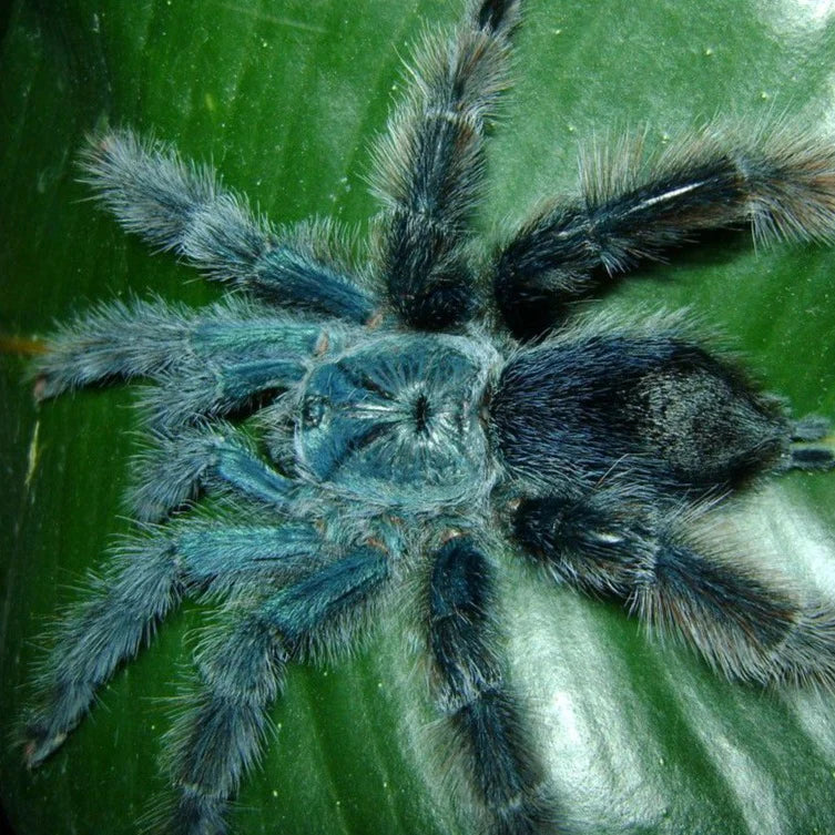 Avicularia geroldi .75 in (Gerold’s Pinktoe)