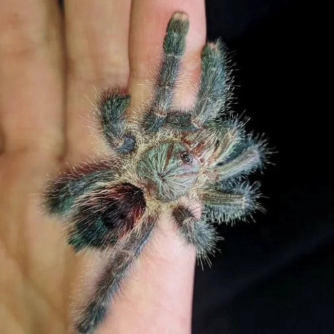 Avicularia sp Boa Vista .75 in (Boa Vista Pinktoe)