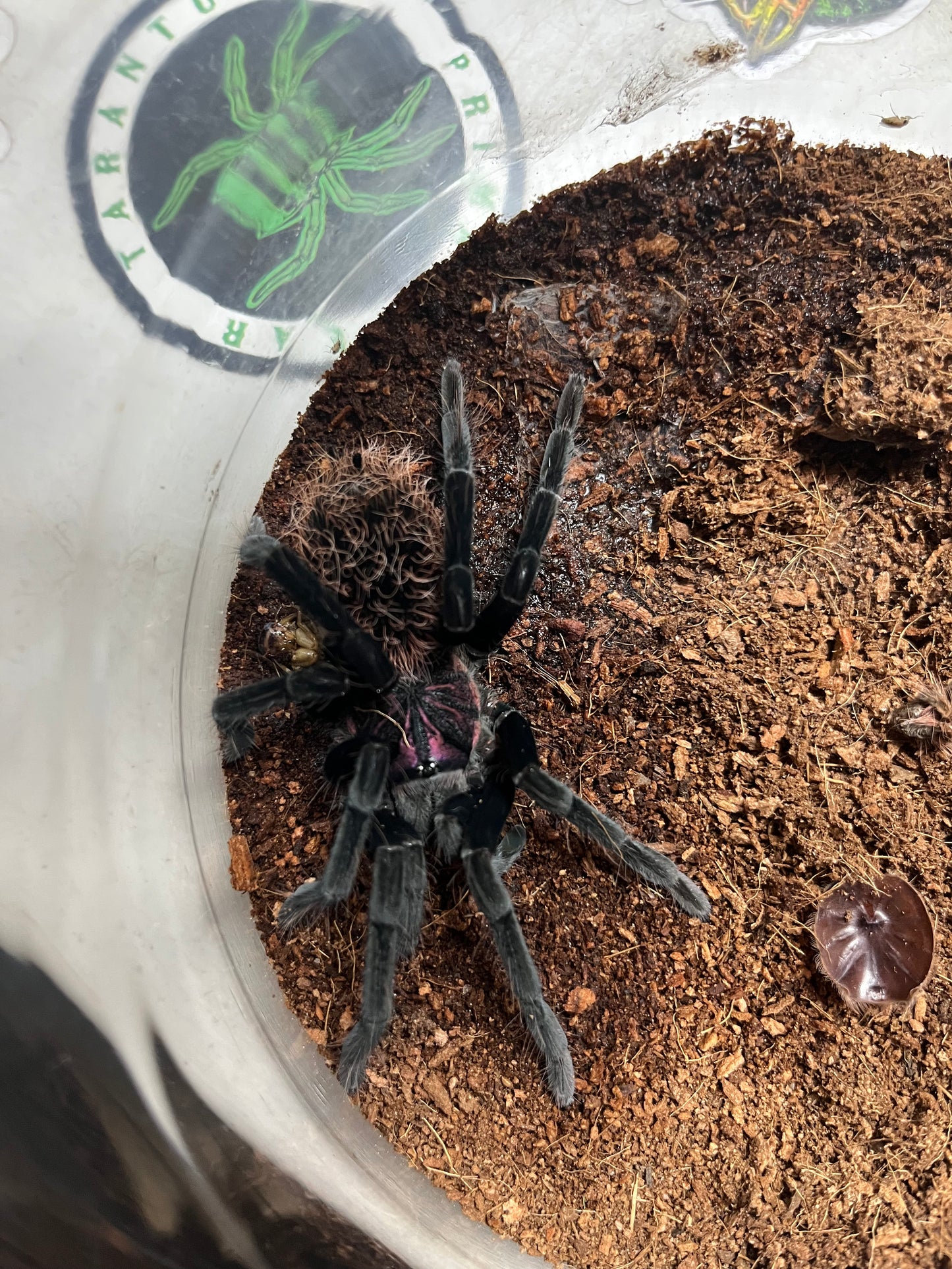 Xenesthis sp tenebris (Monstrosa) 2.5 inch