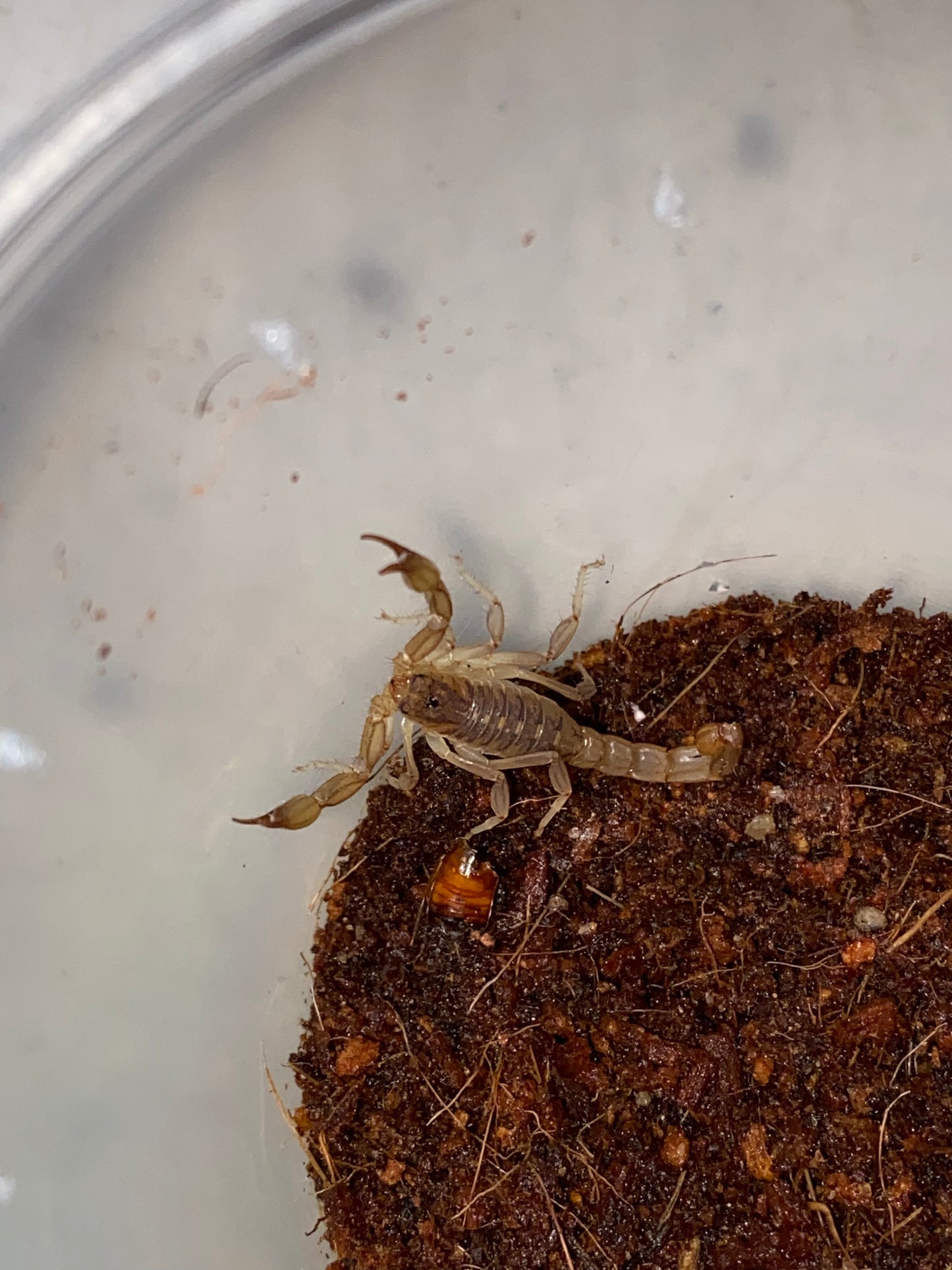 Lesser Striped Tail Scorpion