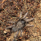Ornithoctoninae sp Vietnam Highland 1.5 in